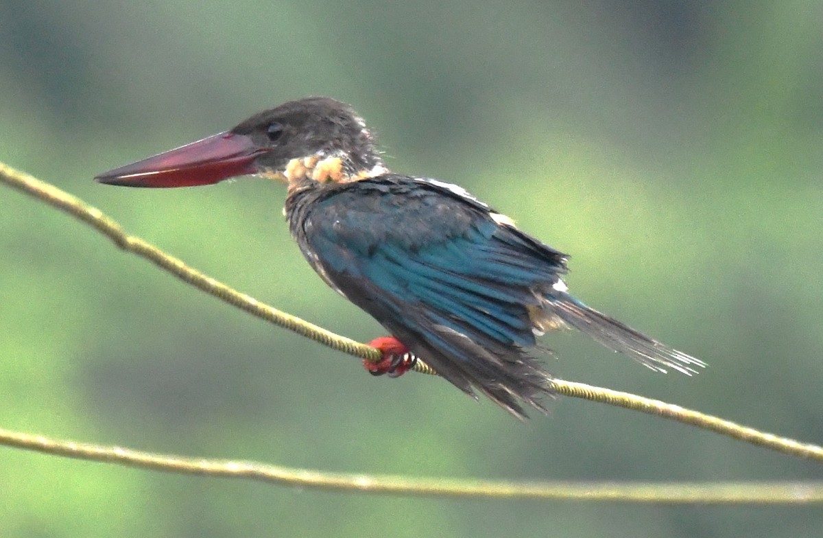 Stork-billed Kingfisher - ML646337337