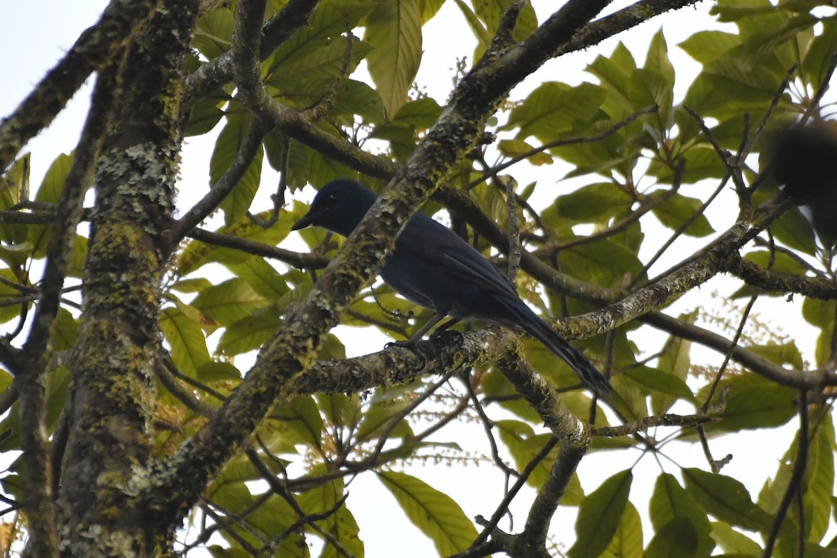 Unicolored Jay - ML646337338