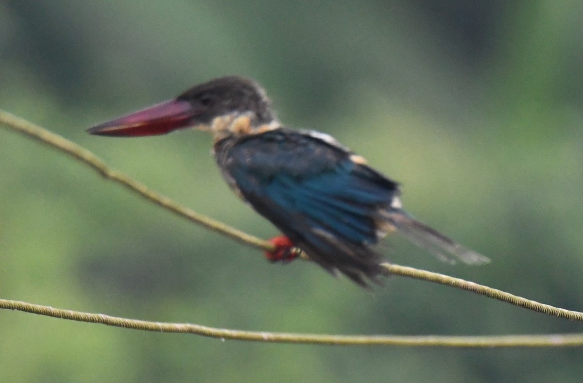 Stork-billed Kingfisher - ML646337341