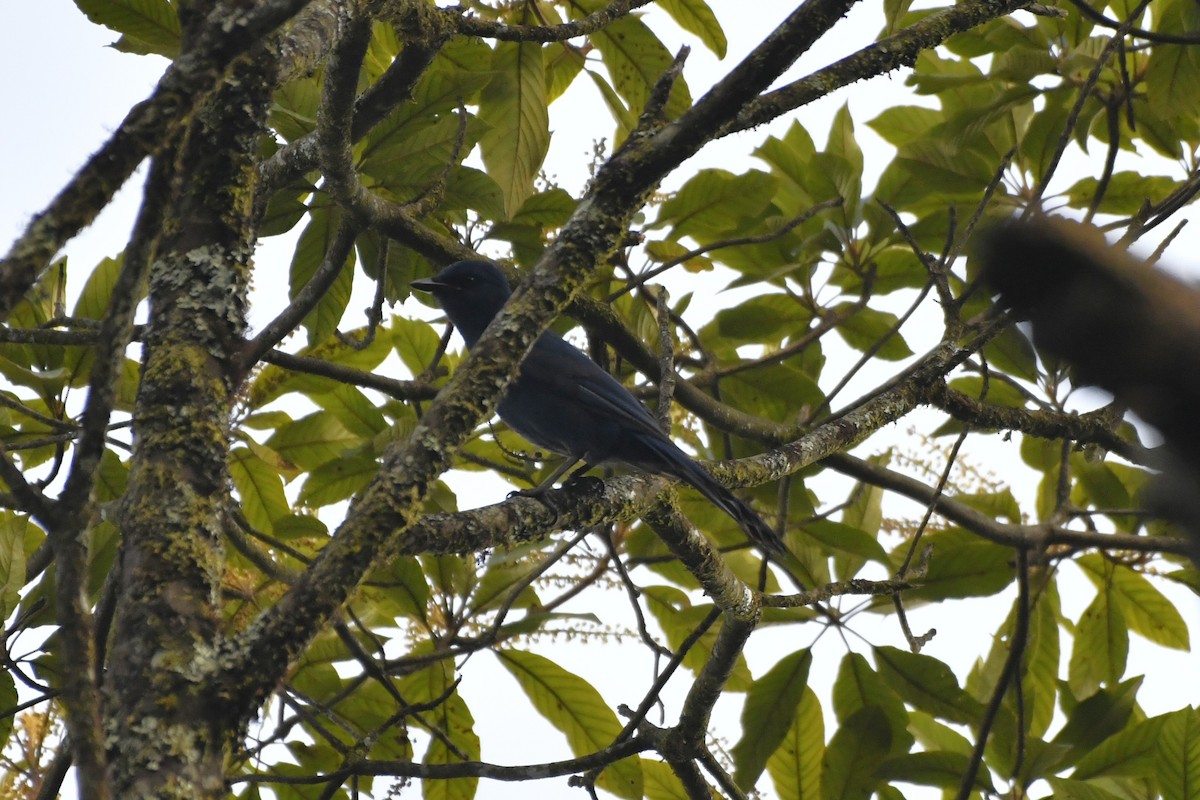 Unicolored Jay - ML646337342