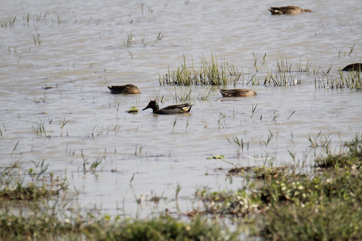 Green-winged Teal - ML646337343