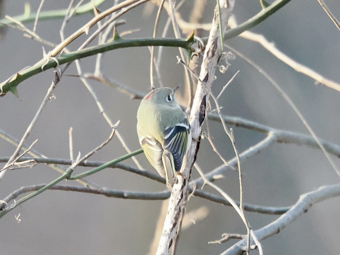 Ruby-crowned Kinglet - ML646337350