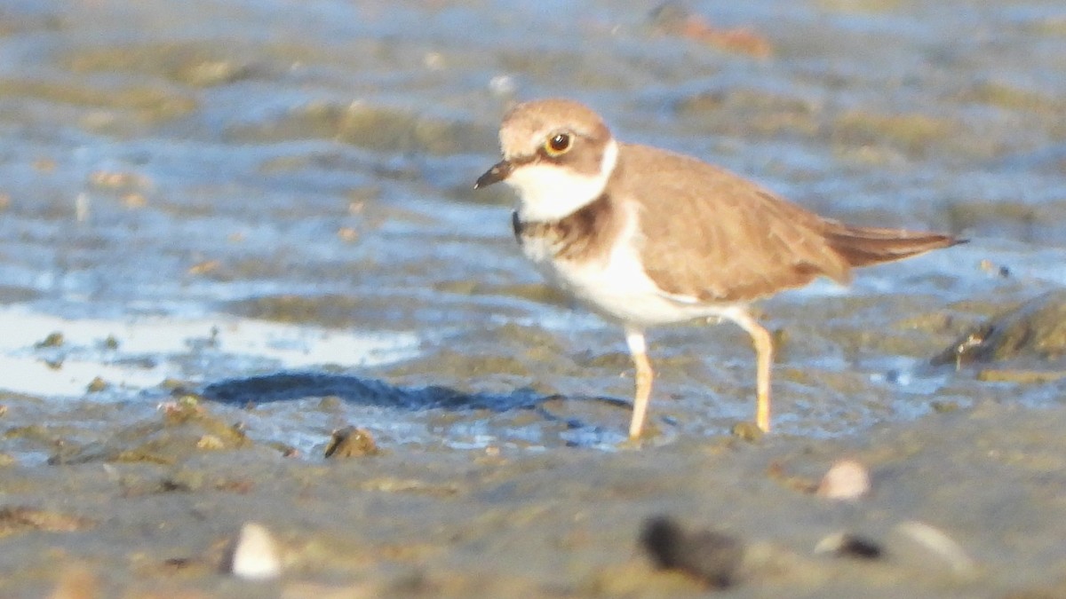 Little Ringed Plover - ML646337354
