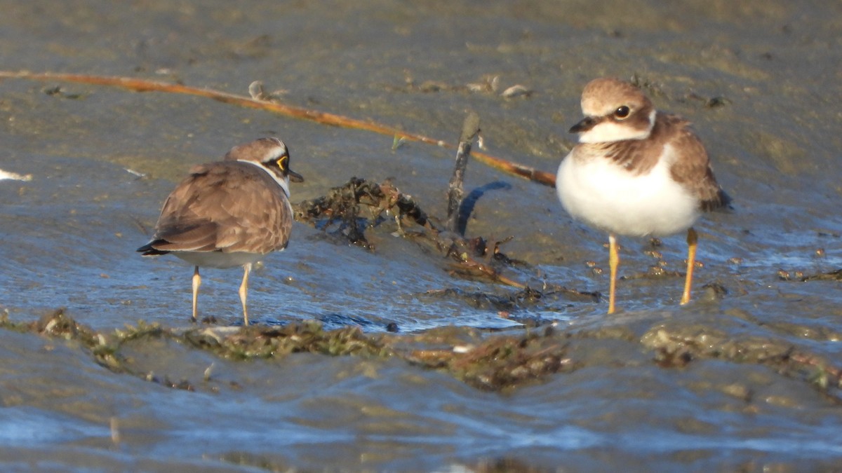 Little Ringed Plover - ML646337355