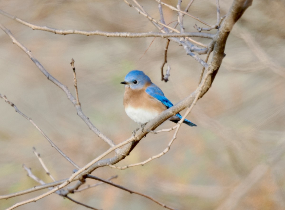 Eastern Bluebird - ML646337357