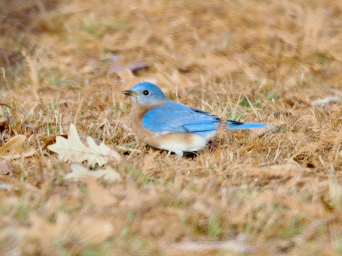 Eastern Bluebird - ML646337358