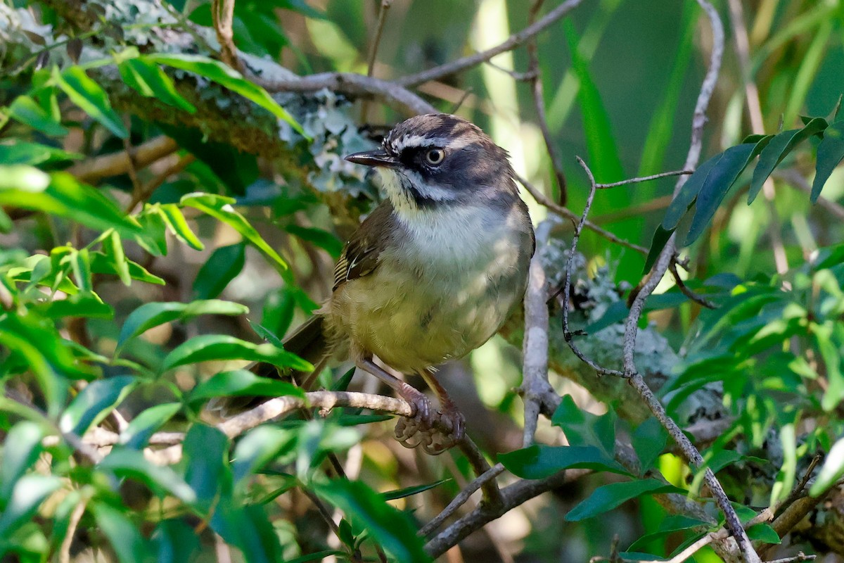 White-browed Scrubwren - ML646337360