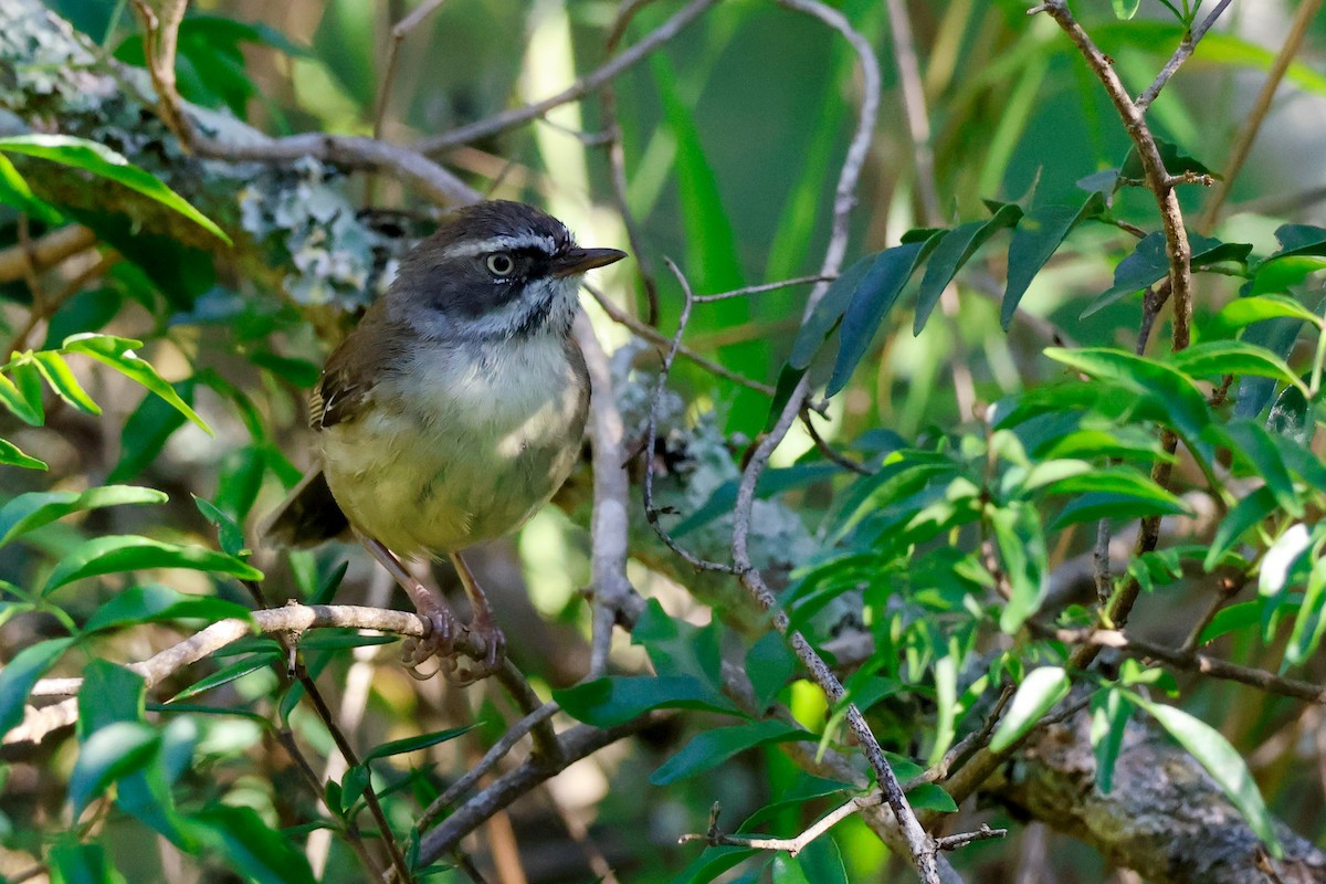 White-browed Scrubwren - ML646337361