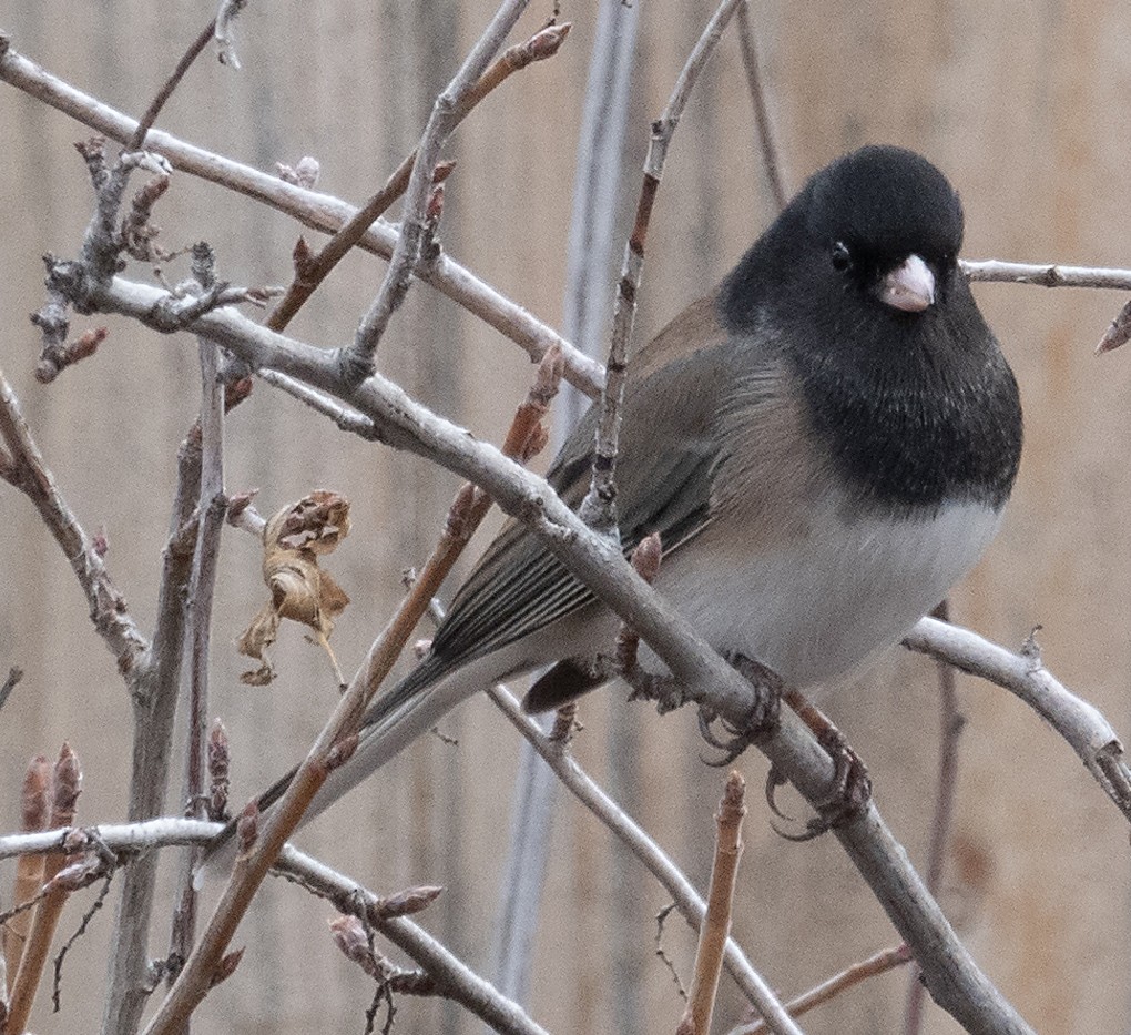 Dark-eyed Junco - ML646337362