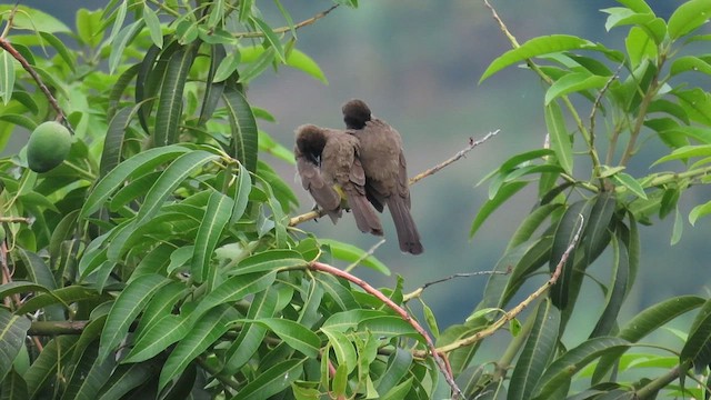 Common Bulbul - ML646337364