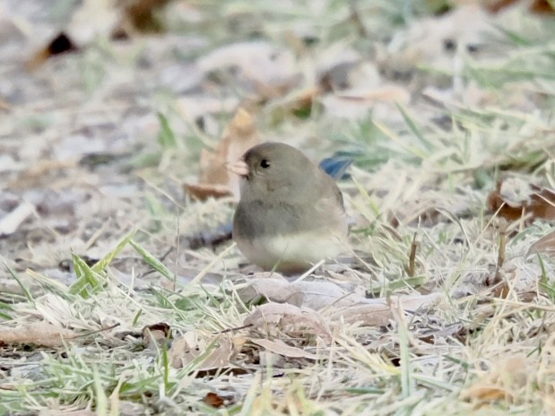Dark-eyed Junco - ML646337366