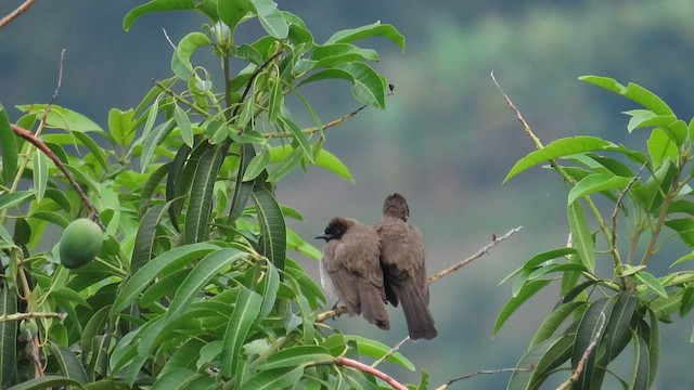 Bulbul Naranjero - ML646337368