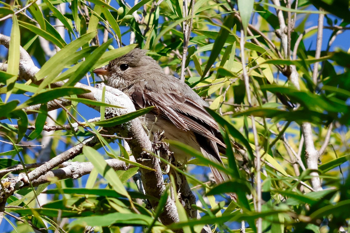 Rufous Whistler - ML646337371
