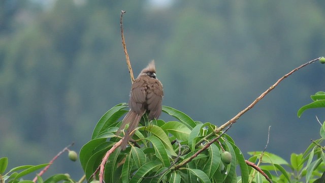 Pájaro Ratón Común - ML646337375