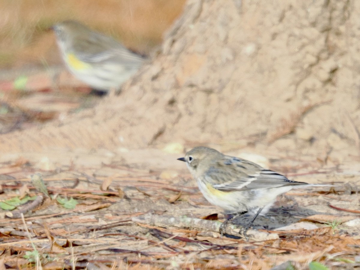 Yellow-rumped Warbler - ML646337376