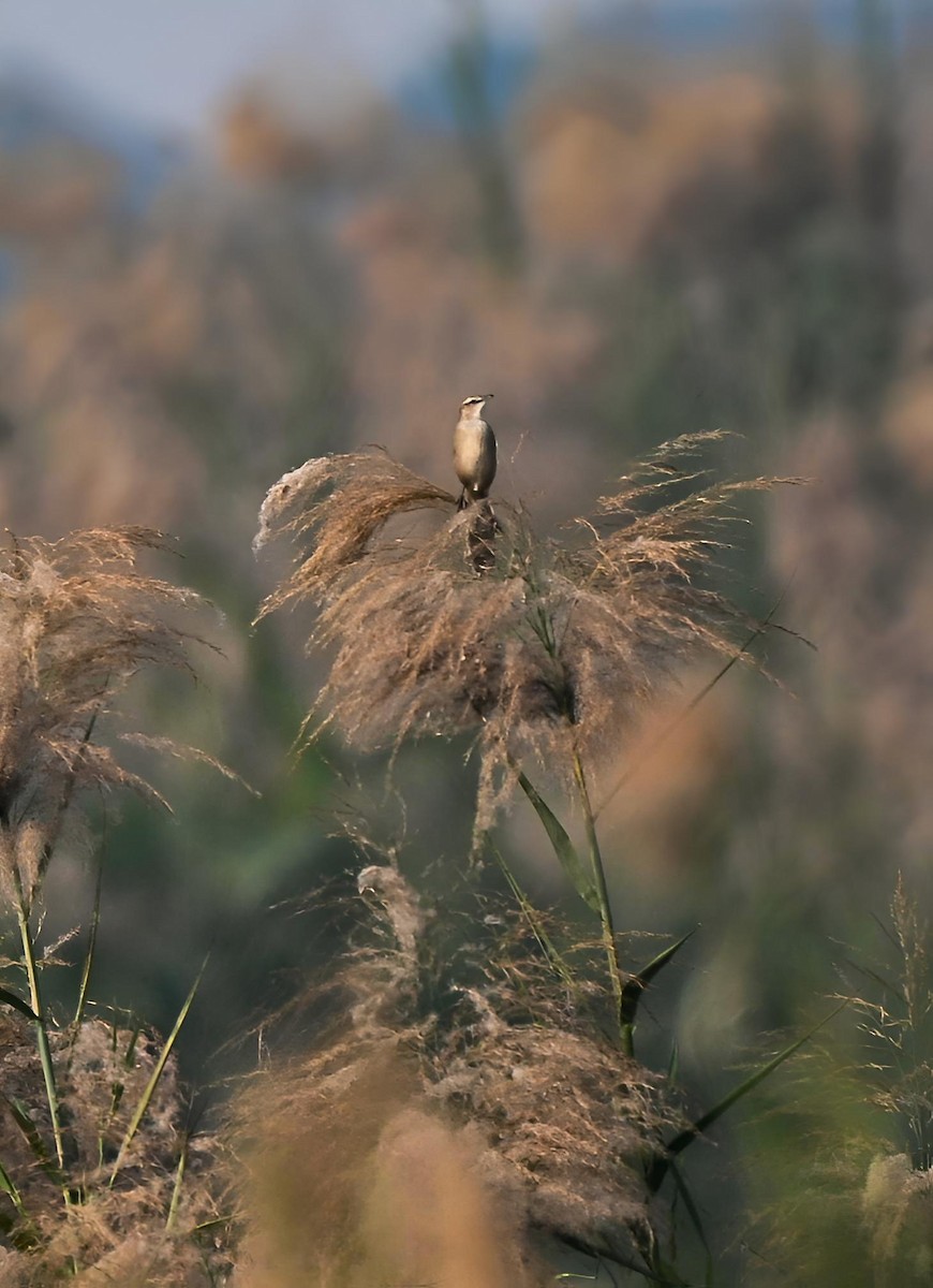 Striated Grassbird - ML646337378