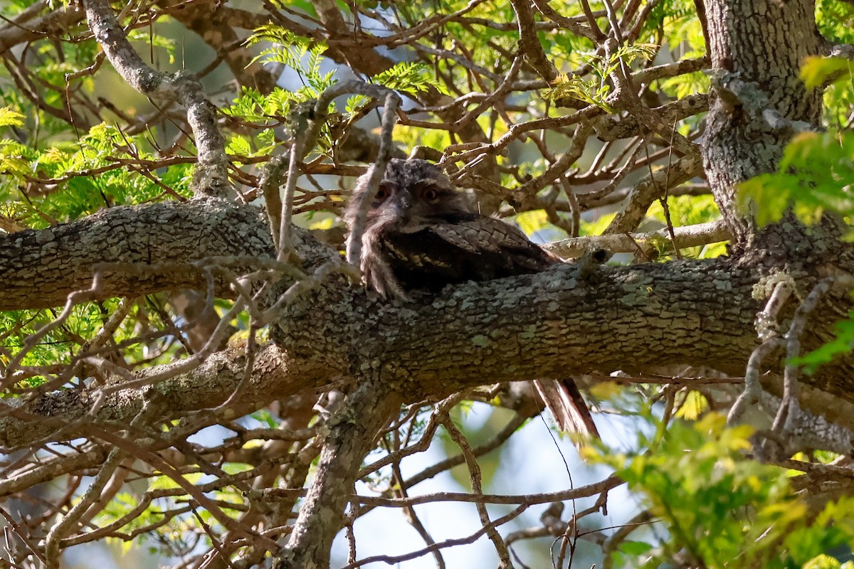 Tawny Frogmouth - ML646337379