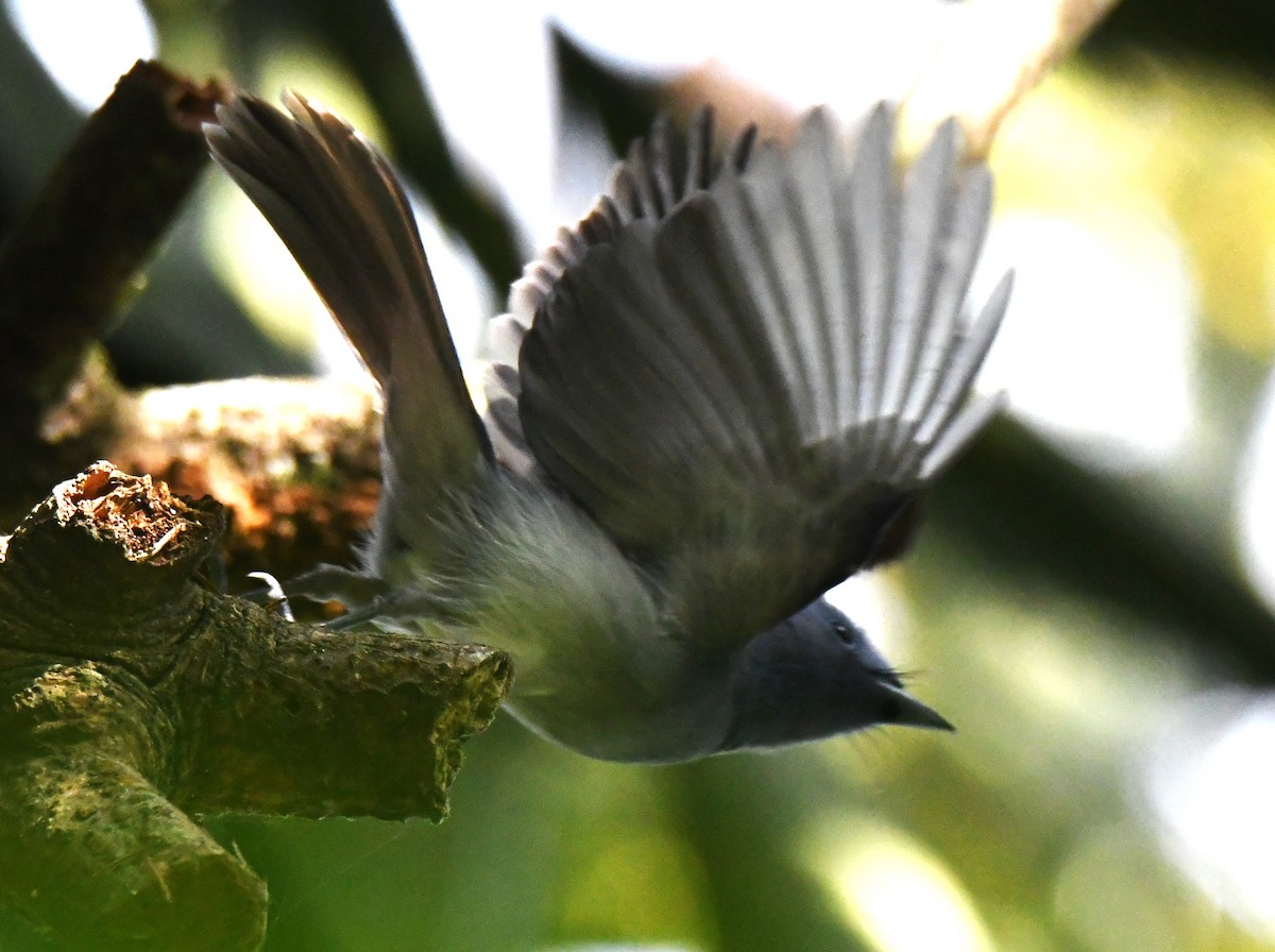 黑枕藍鶲 - ML646337381