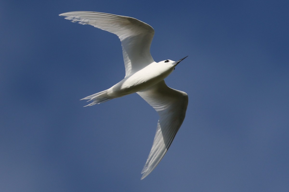 白燕鷗 - ML646337382