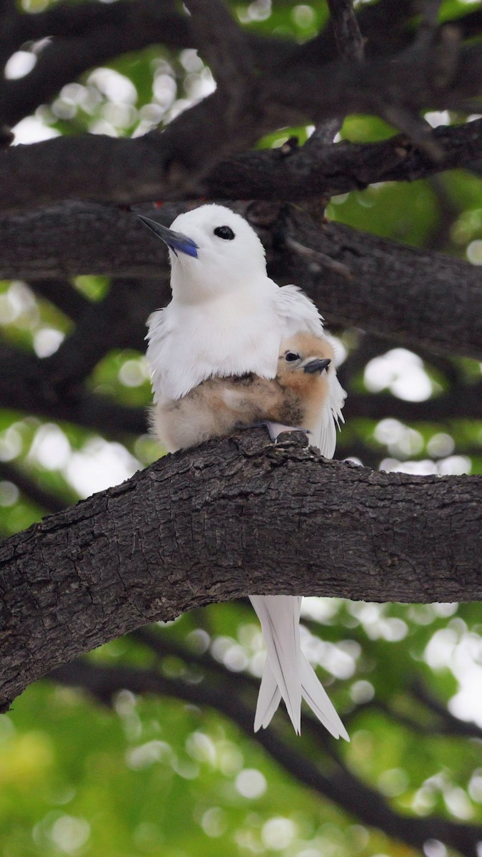 白燕鷗 - ML646337383