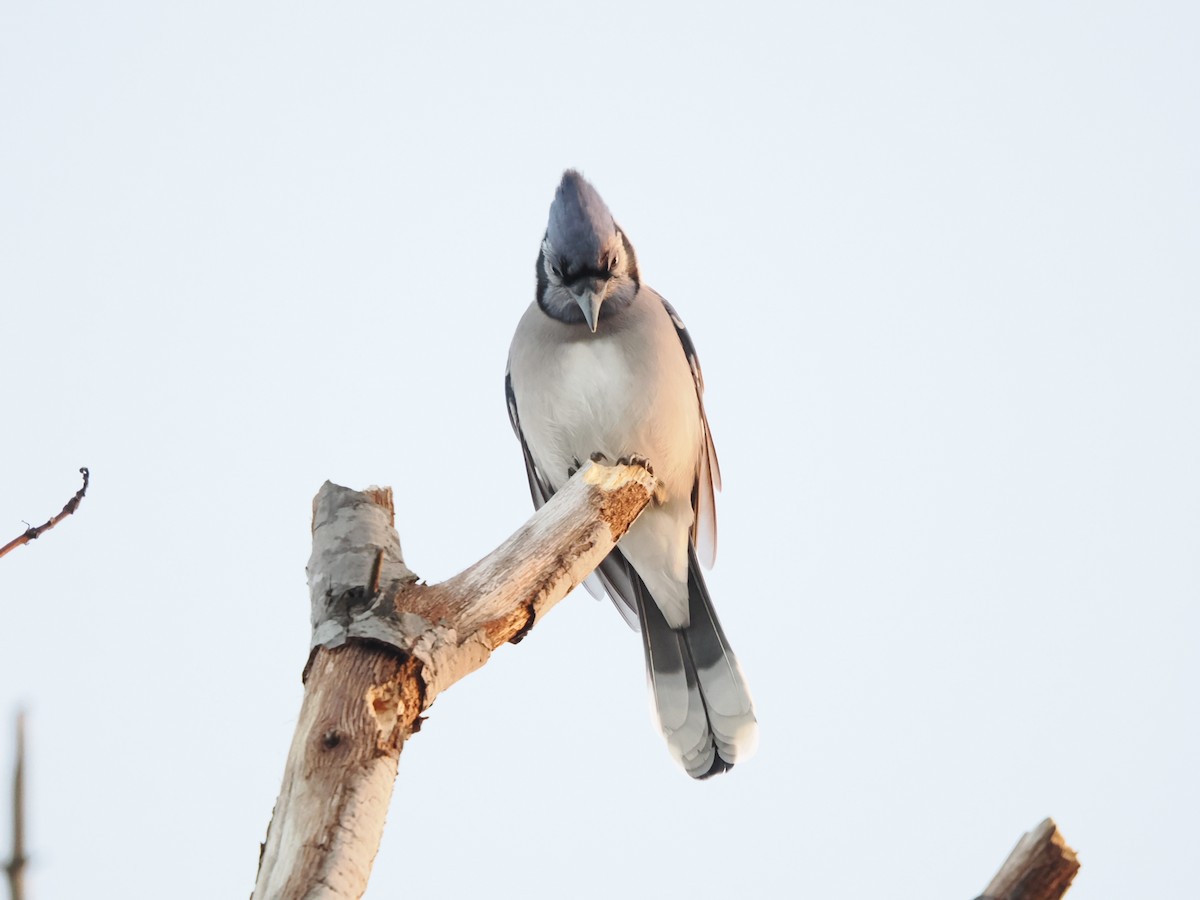 Blue Jay - ML646337384