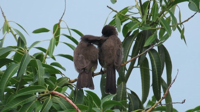 Bulbul Naranjero - ML646337385
