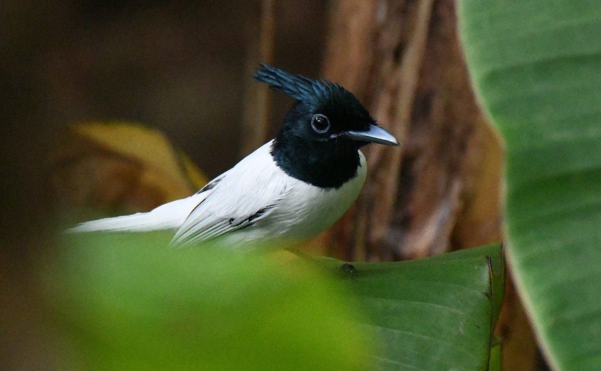 Indian Paradise-Flycatcher - ML646337386