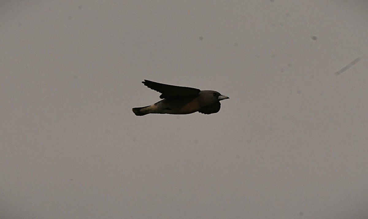 Ashy Woodswallow - ML646337389