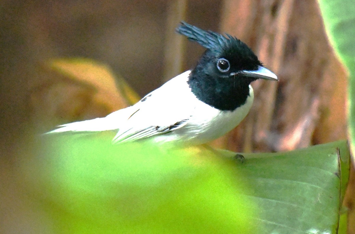 Indian Paradise-Flycatcher - ML646337390