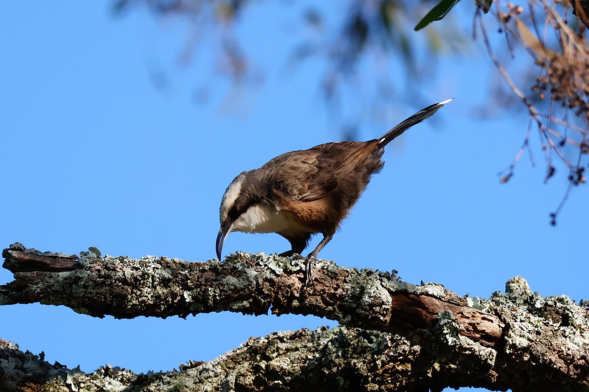 Gray-crowned Babbler - ML646337391