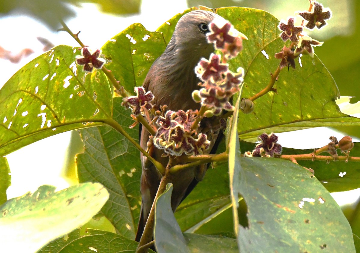 灰頭椋鳥 - ML646337393