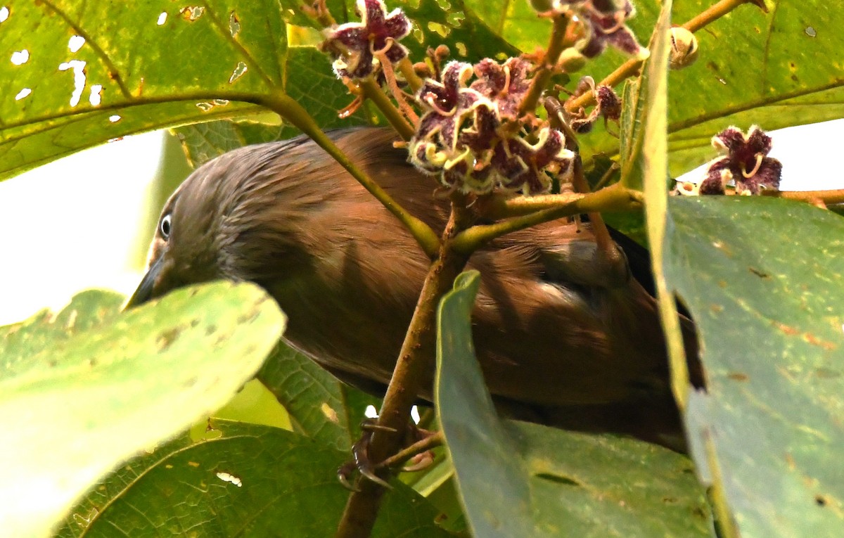 灰頭椋鳥 - ML646337394