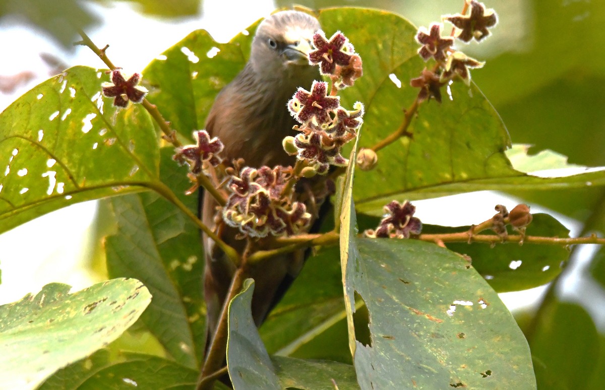 灰頭椋鳥 - ML646337395