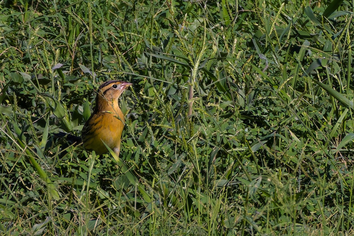 Bobolink - ML646337397
