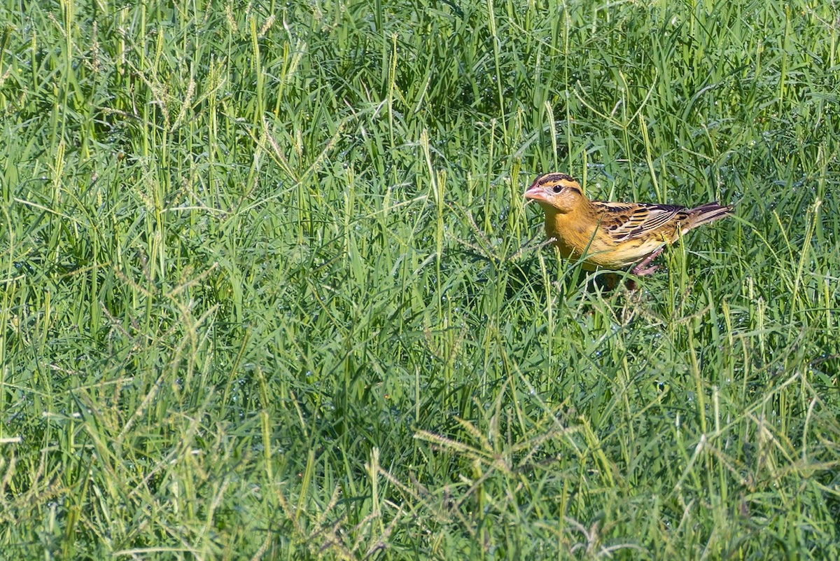 Bobolink - ML646337398