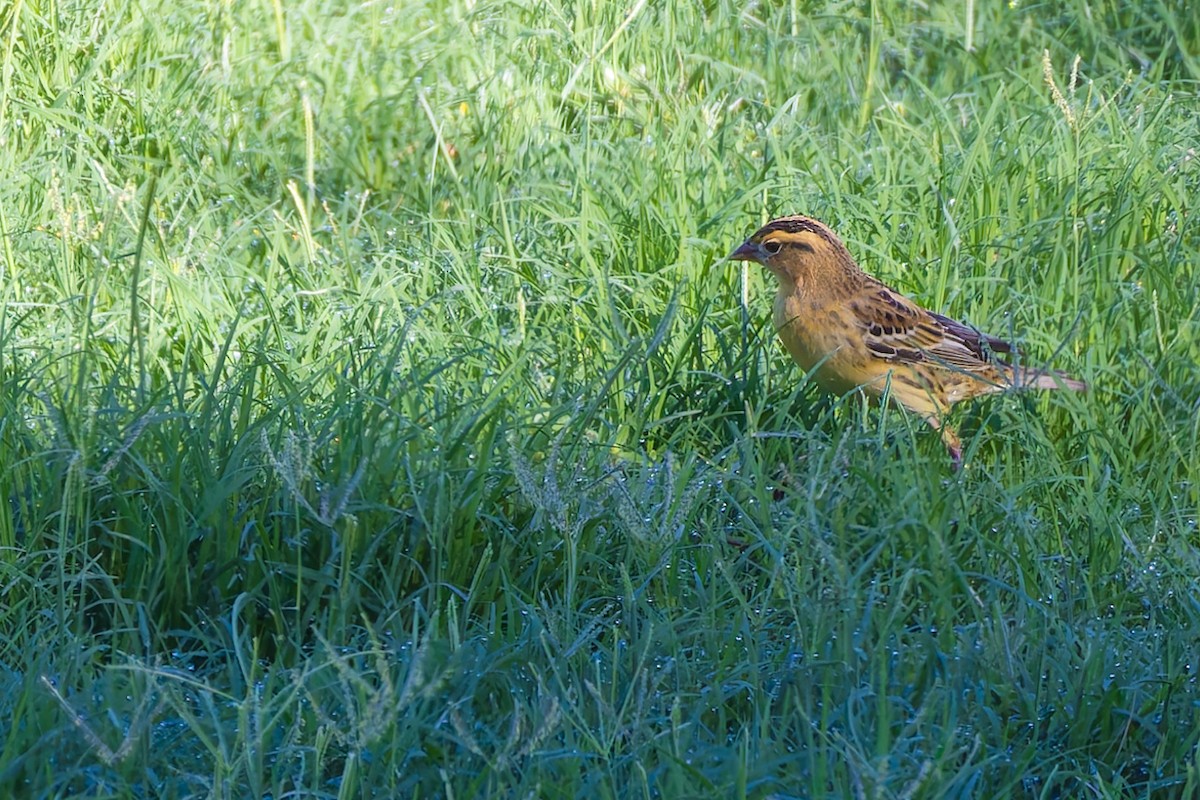 Bobolink - ML646337399