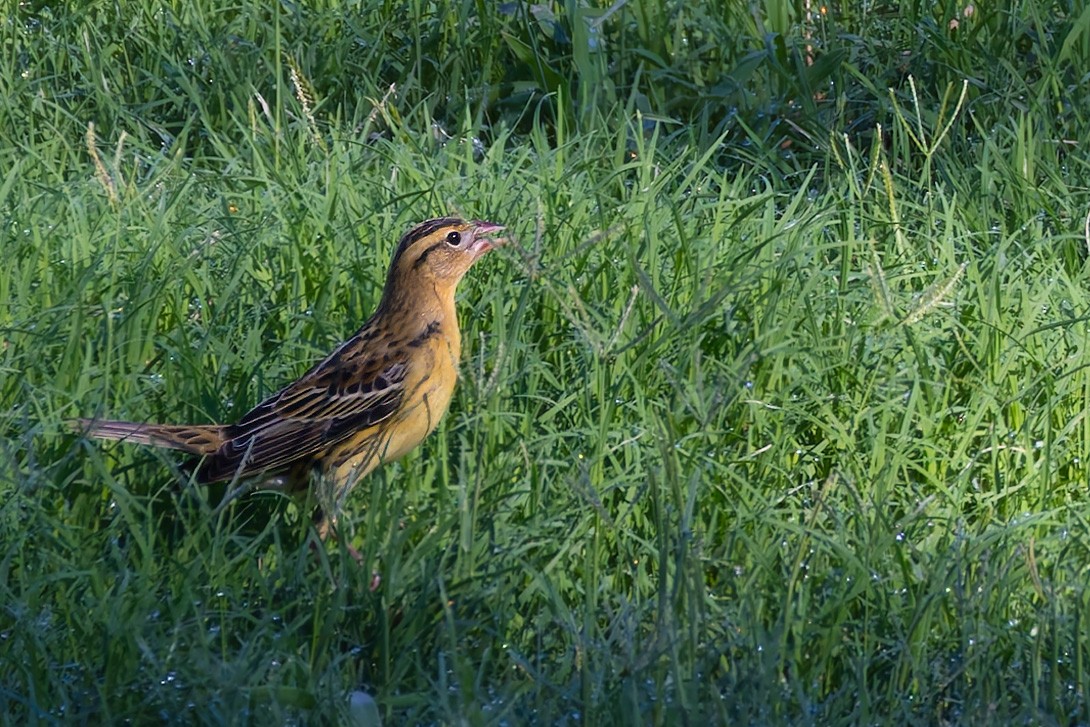 Bobolink - ML646337400