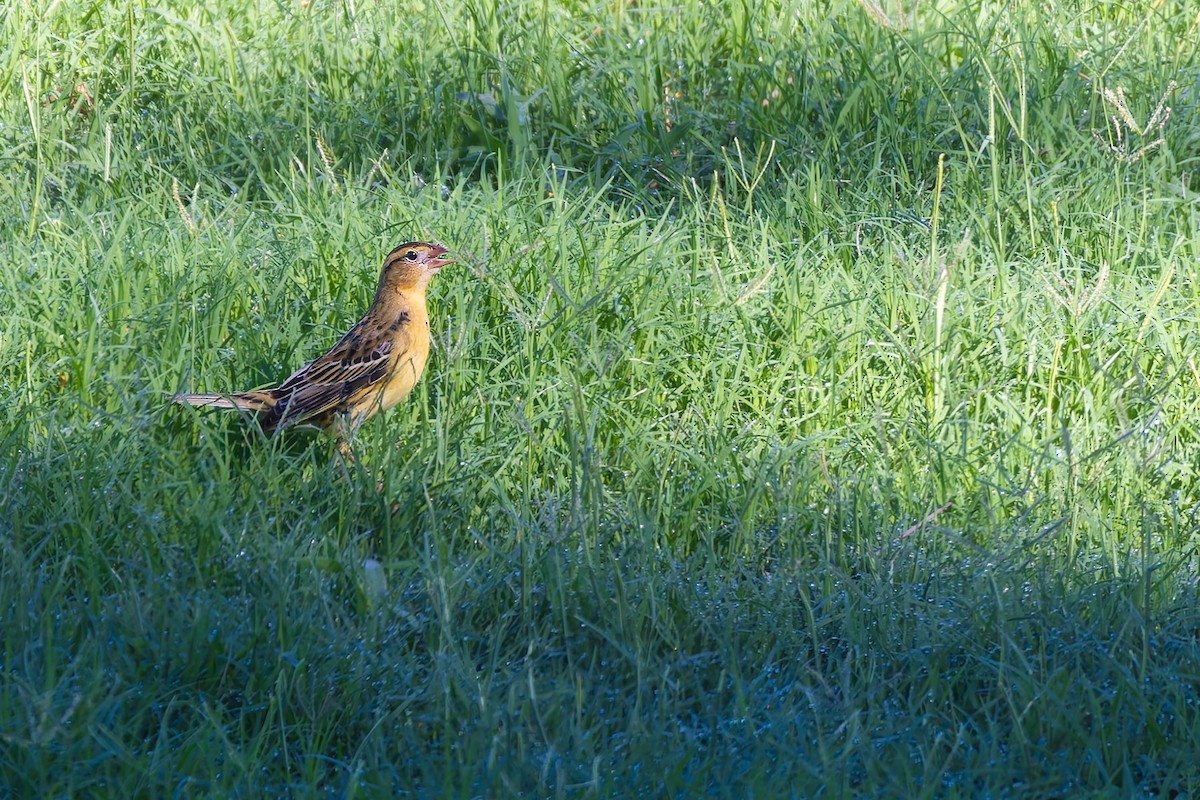 Bobolink - ML646337401