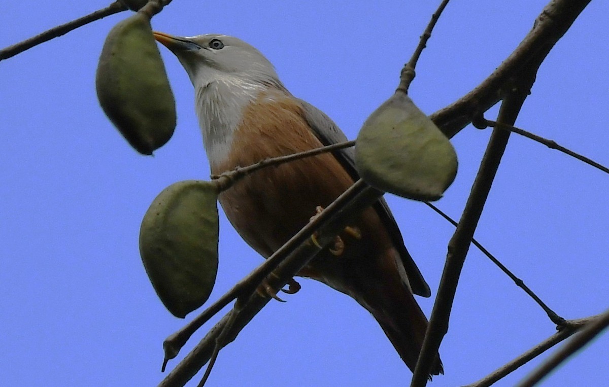 Malabar Starling - ML646337402