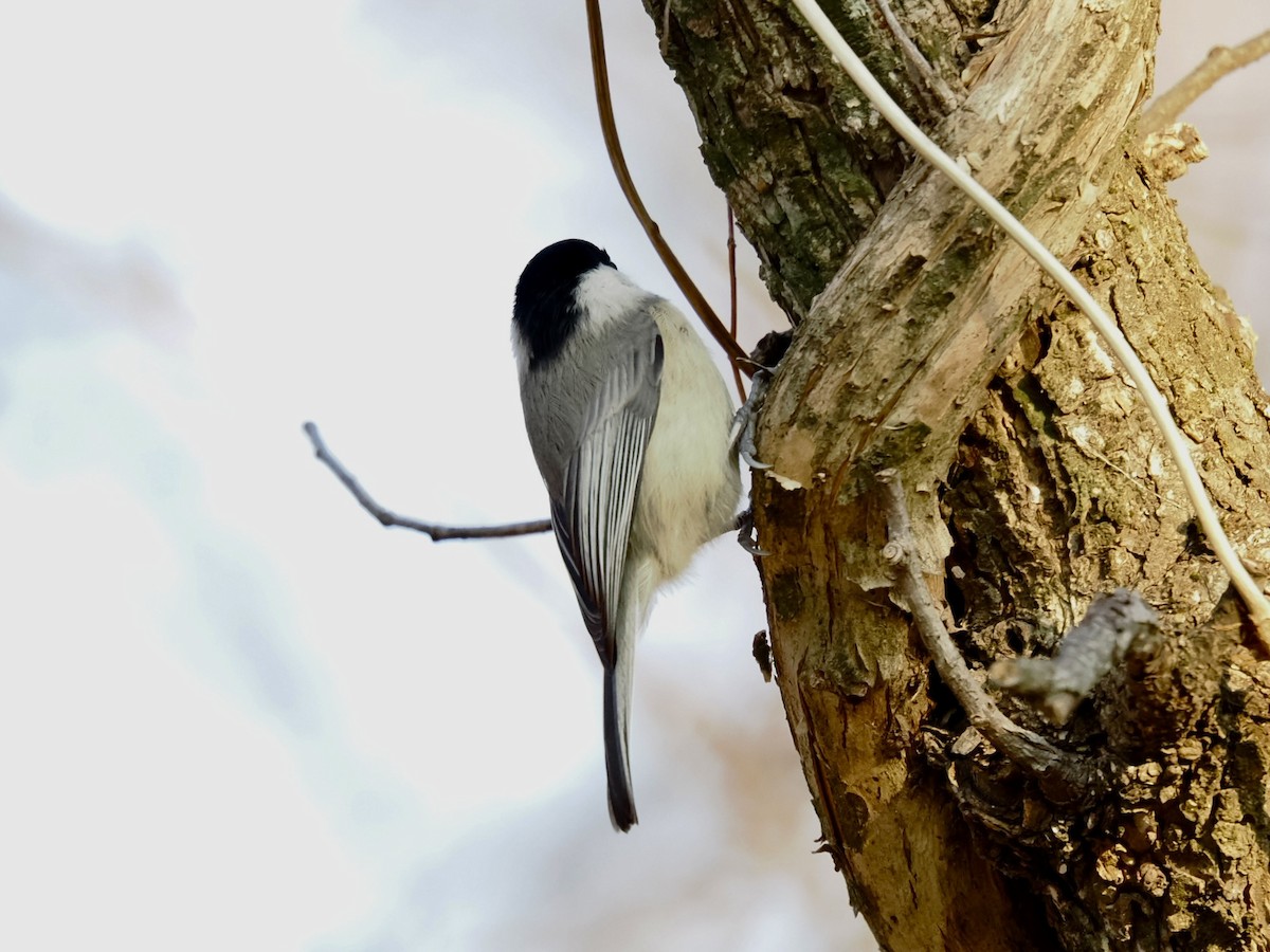 Carolina Chickadee - ML646337403