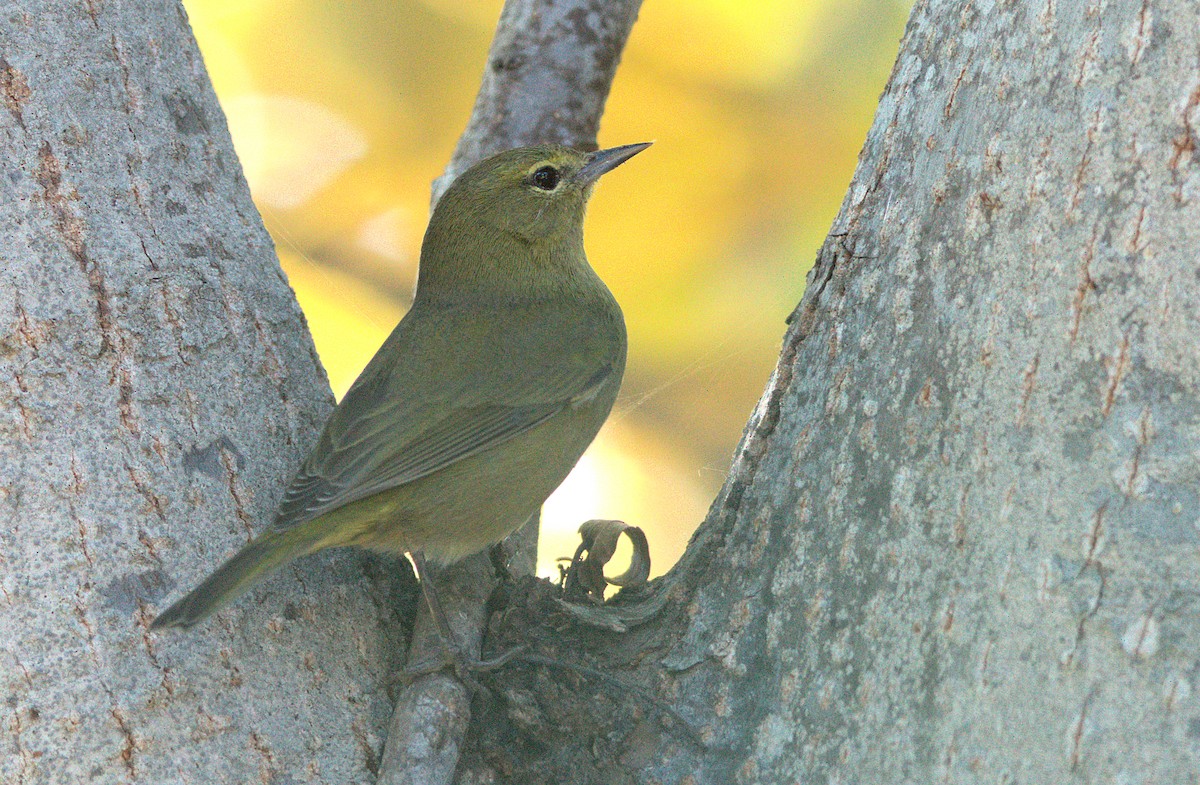 Reinita Coroninaranja - ML646337404
