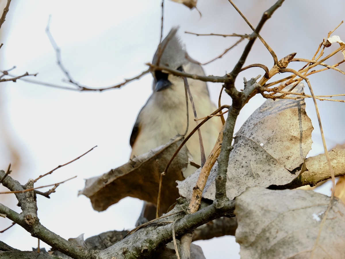 Tufted Titmouse - ML646337406