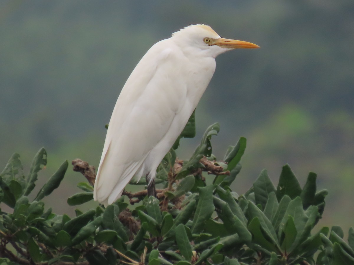 黃頭鷺 - ML646337407