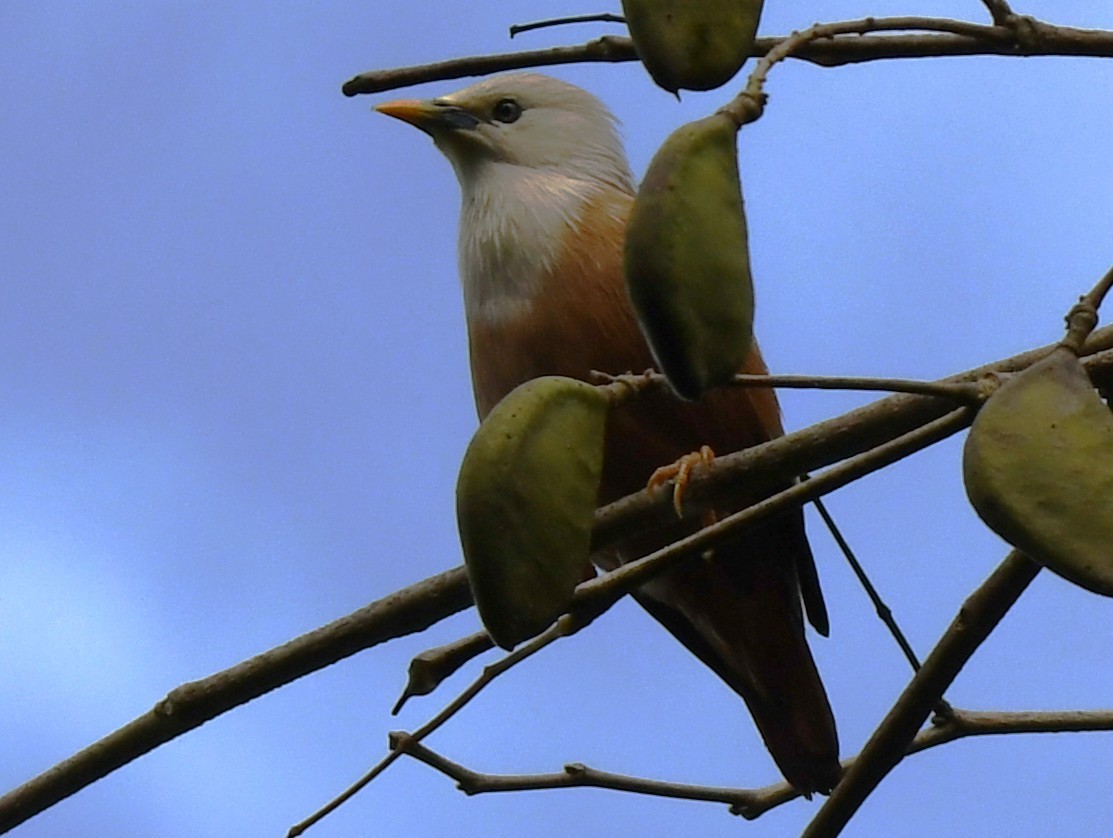 Malabar Starling - ML646337408