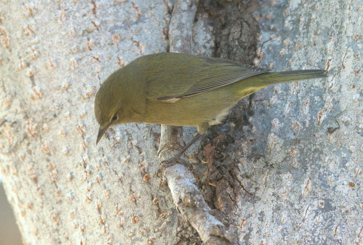 Reinita Coroninaranja - ML646337409