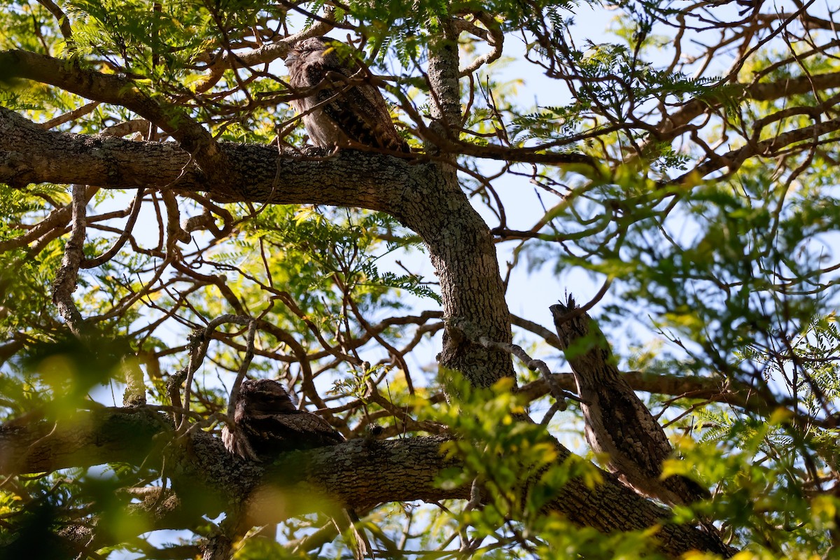 Tawny Frogmouth - ML646337410
