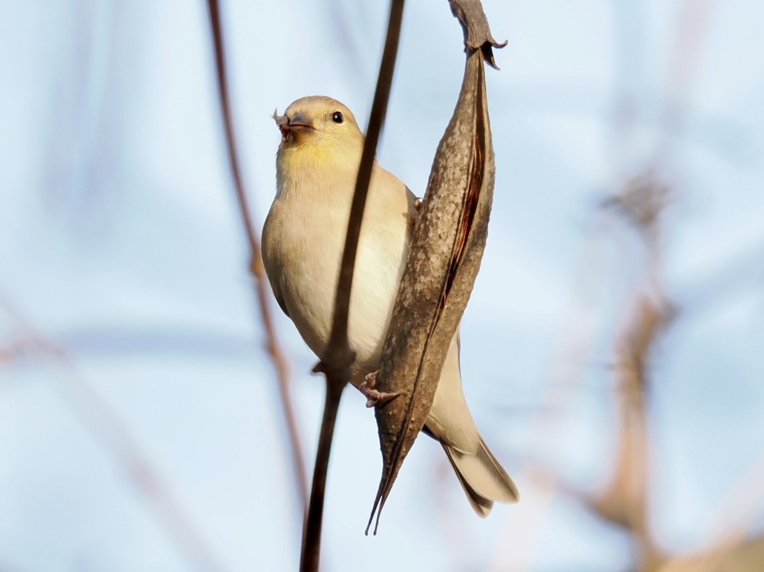 American Goldfinch - ML646337411