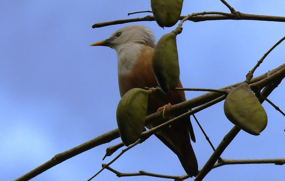 Malabar Starling - ML646337412