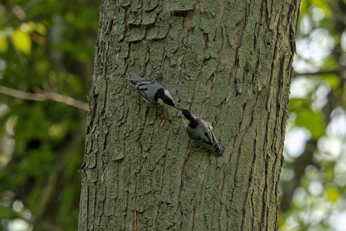 White-breasted Nuthatch - ML646337419