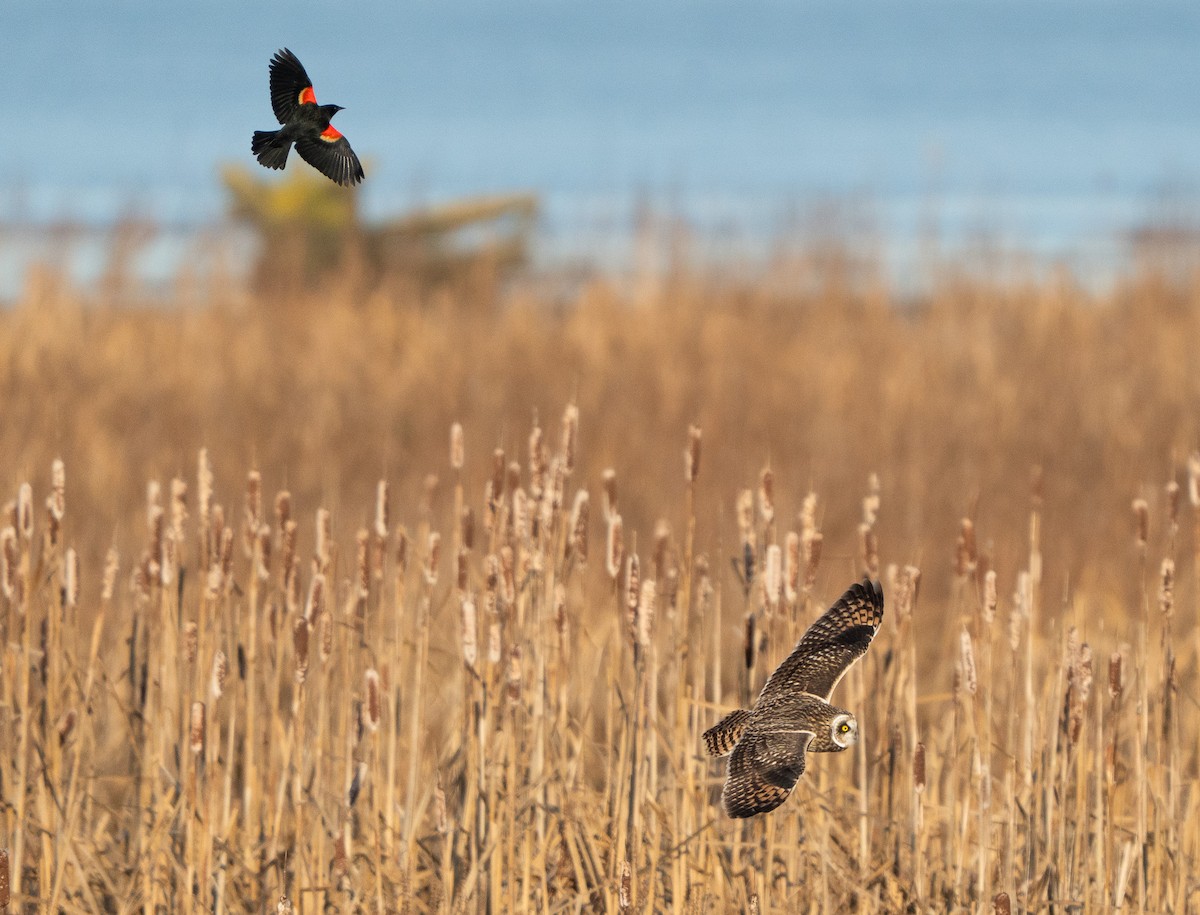 ינשוף שדות - ML646337420